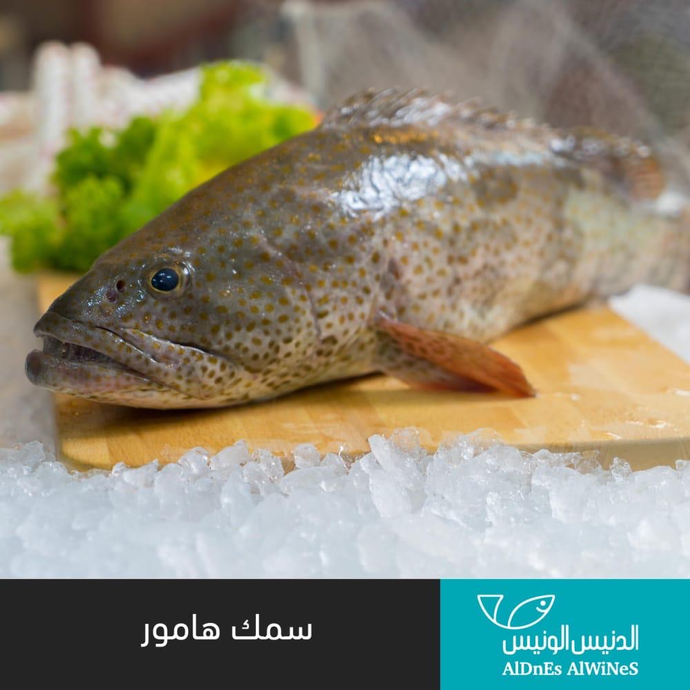 صورة سمك هامور