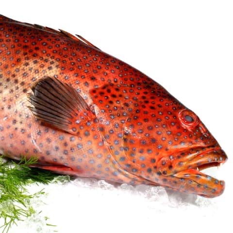 صورة سمك ناجل