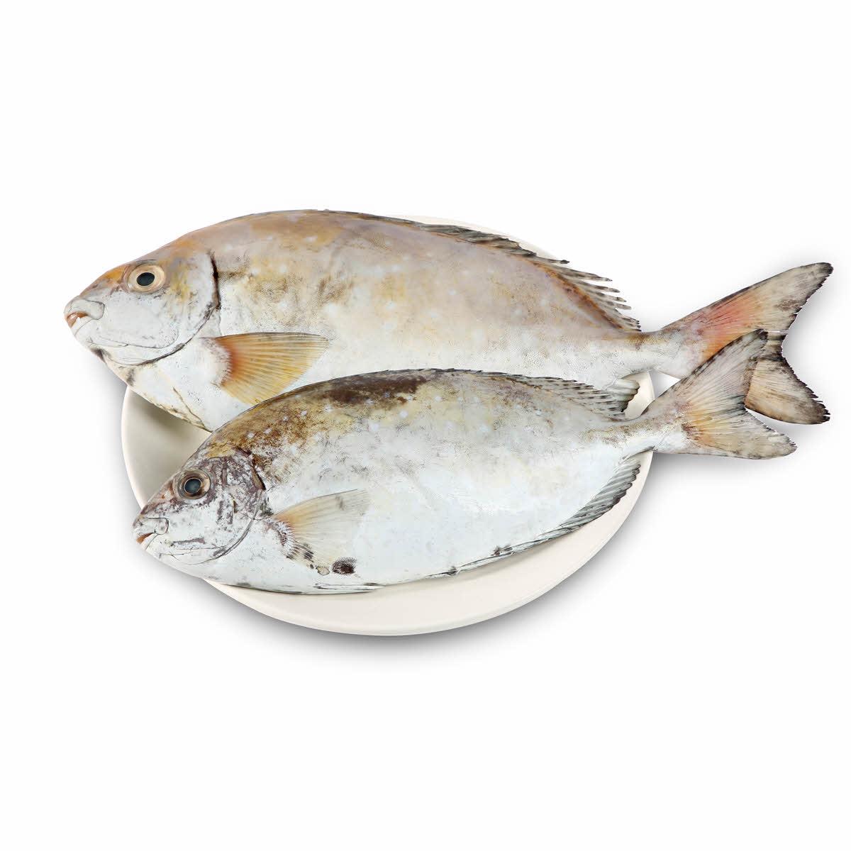 صورة سمك سيجان